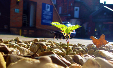 Small plant