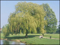 willow tree