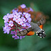 Hummingbird Hawk Moth