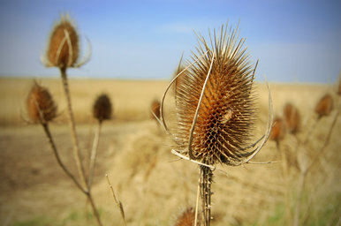 Thistle