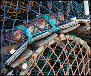 Crab pots