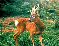 Roe Deer