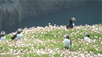 Skomer Island