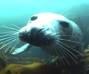 seal
