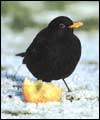 Blackbird: larger image and birdsong 