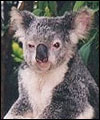 koala