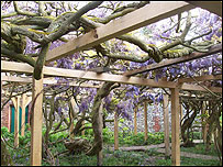 The wisteria at Greys Court