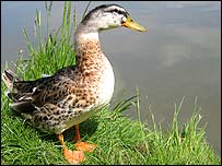 Stage Nine - A duck near water