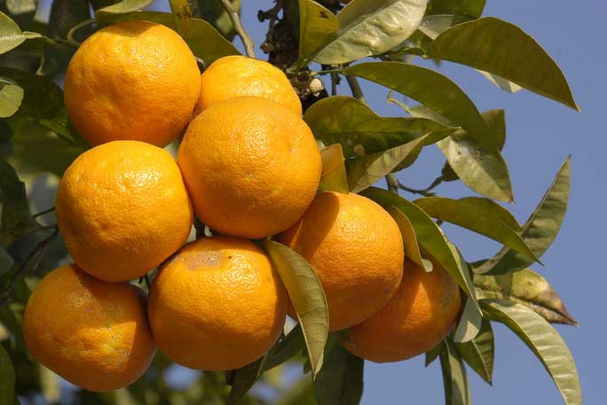 Seville Oranges