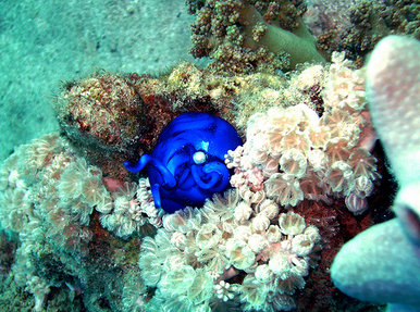 Pearl of the deep curio