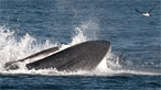 A fin whale