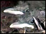 Family of birds nesting ontop of a washing line. Picture taken by Jaci Walton, from Broughton Astley in Leicestershire.