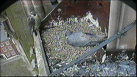 Falcons incubating their eggs