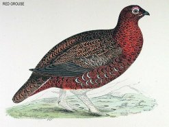 An illustration of a red grouse. (c) BirdCheck.co.uk