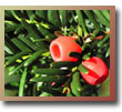 Yew Berries