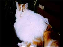 Very large cat