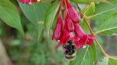 bee on red flower...