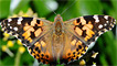 A painted lady butterfly by Ef-stop