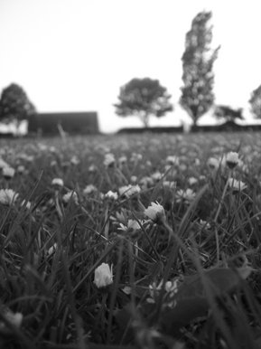 Daisies in a Park