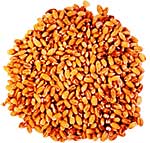 Highgrove organic, slow-baked, hickory smoked, haricot beans dans a Mediterranean sun-caressed-tomato and pure pressed olive oil dressing