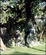 The Major Oak in Sherwood Forest