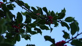 Frosted Holly...