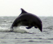 dolphin