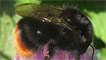 A red tailed bumblebee by Joysaphine in Pembroke Dock