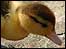 A duckling by Gary Williams: link.