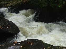 River Almond