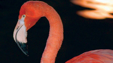 A pink flamingo at Newport Wetlands