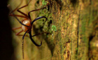 Army ants