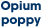 Opium poppy