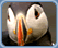 Puffin