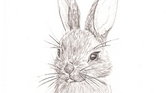 Pretty wild rabbit...