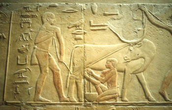 Milking cattle, from the tomb of Kagemni at Sakkara