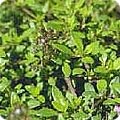 Thymus x citriodorus