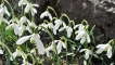Galanthus 'Neill Fraser'