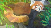 Red panda