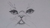 A Cat.......................... A Cat..........................