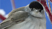 A male blackcap by Andy Short