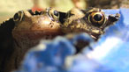 Toads by Brian Stone
