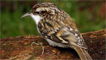 A treecreeper by Alan C