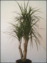 Dracena marginata