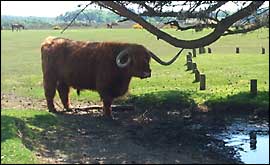 Bull