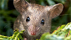 A wood mouse by Ashley Cohan