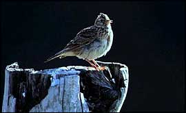 Skylark