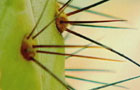 Spines