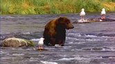 bear bear