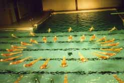 Synchronised Swimmers